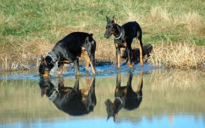 What does a day in the life at West Tennessee K9 look like?