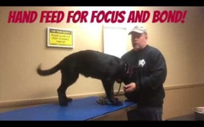 Hand feeding your puppy will create bond and focus.