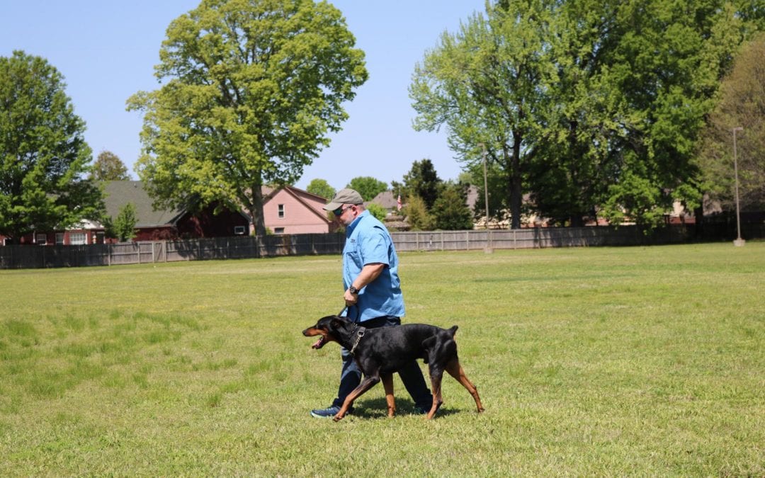 10 Things You Can Do Today To Effectively Train Your Dog