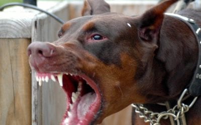 Do you work with aggressive dogs?