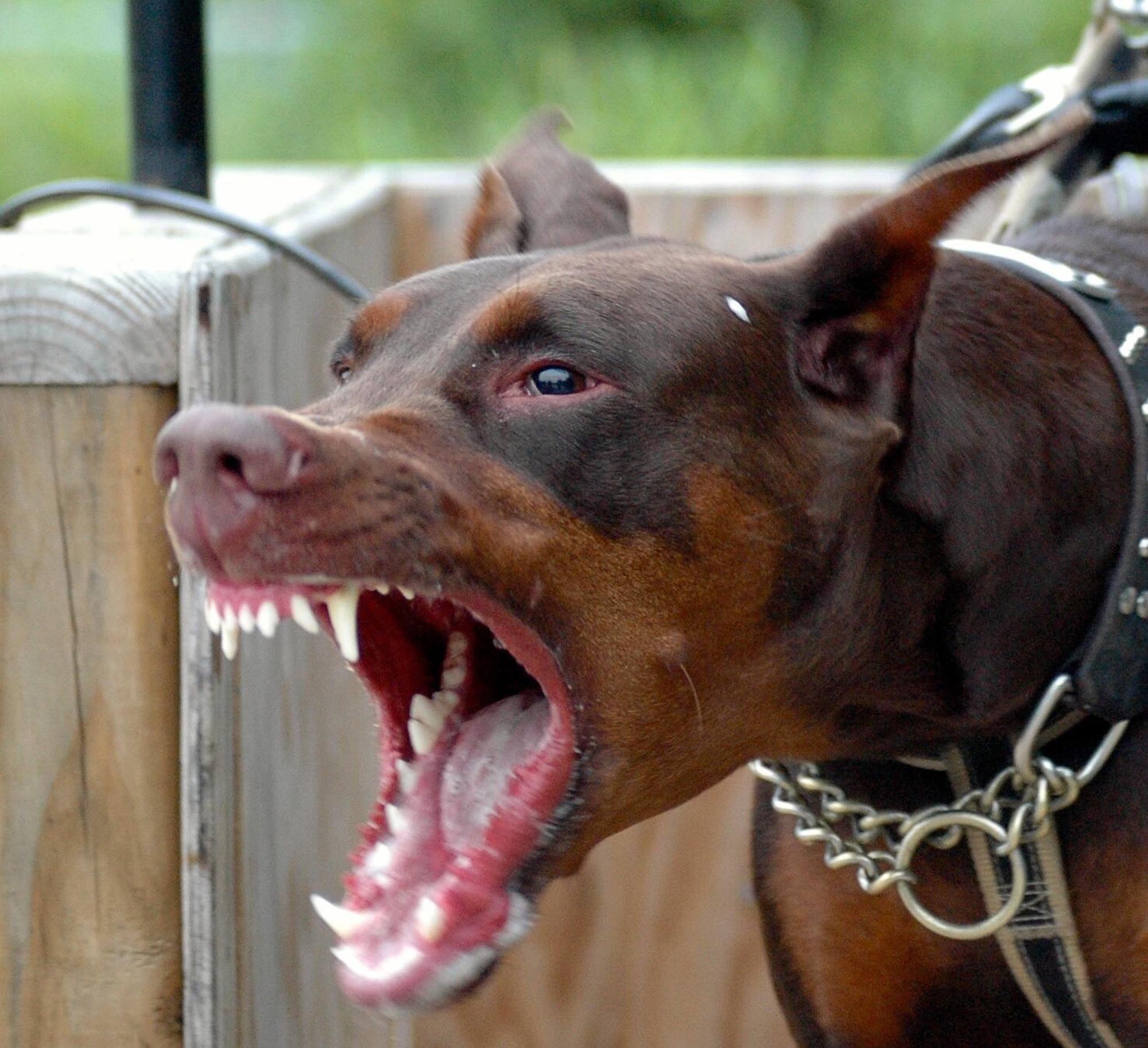 what defines an aggressive dog