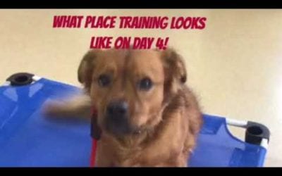 Place Training Your Pup