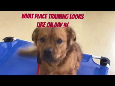 Place Training Your Pup