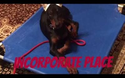 Puppy recall – a fun game