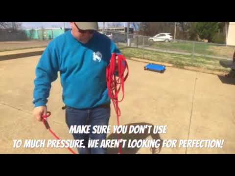 Using a prong collar on a puppy