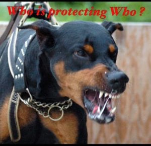 why do dogs protect you