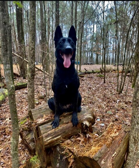 About - West Tennessee K9