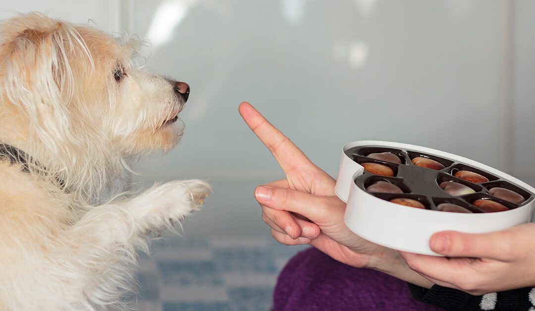 5 Dangerous Holiday Foods For Your Dog