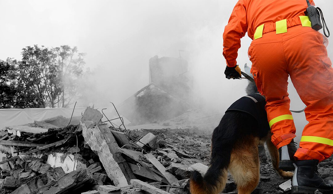 What Is An Arson Dog?