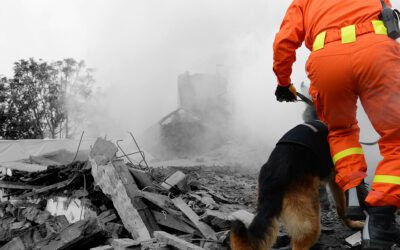 What Is An Arson Dog?