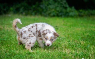 With any new pup, potty training is the first order of business